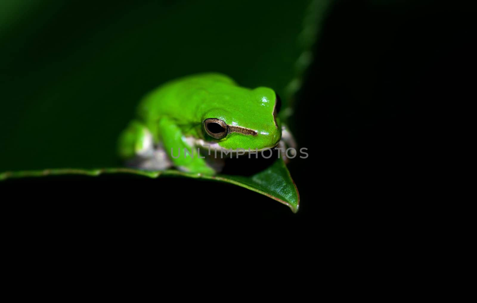 great image of a dwarf green tree frog litoria fallax on a leaf