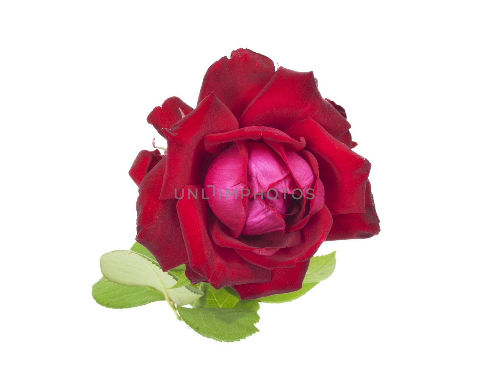 Red rose isolated on white background  by schankz