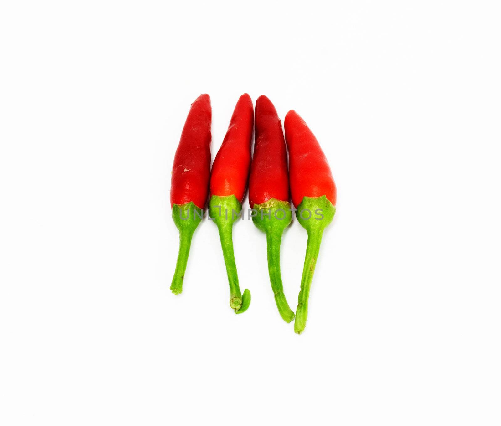 red hot chili pepper isolated on white  by schankz