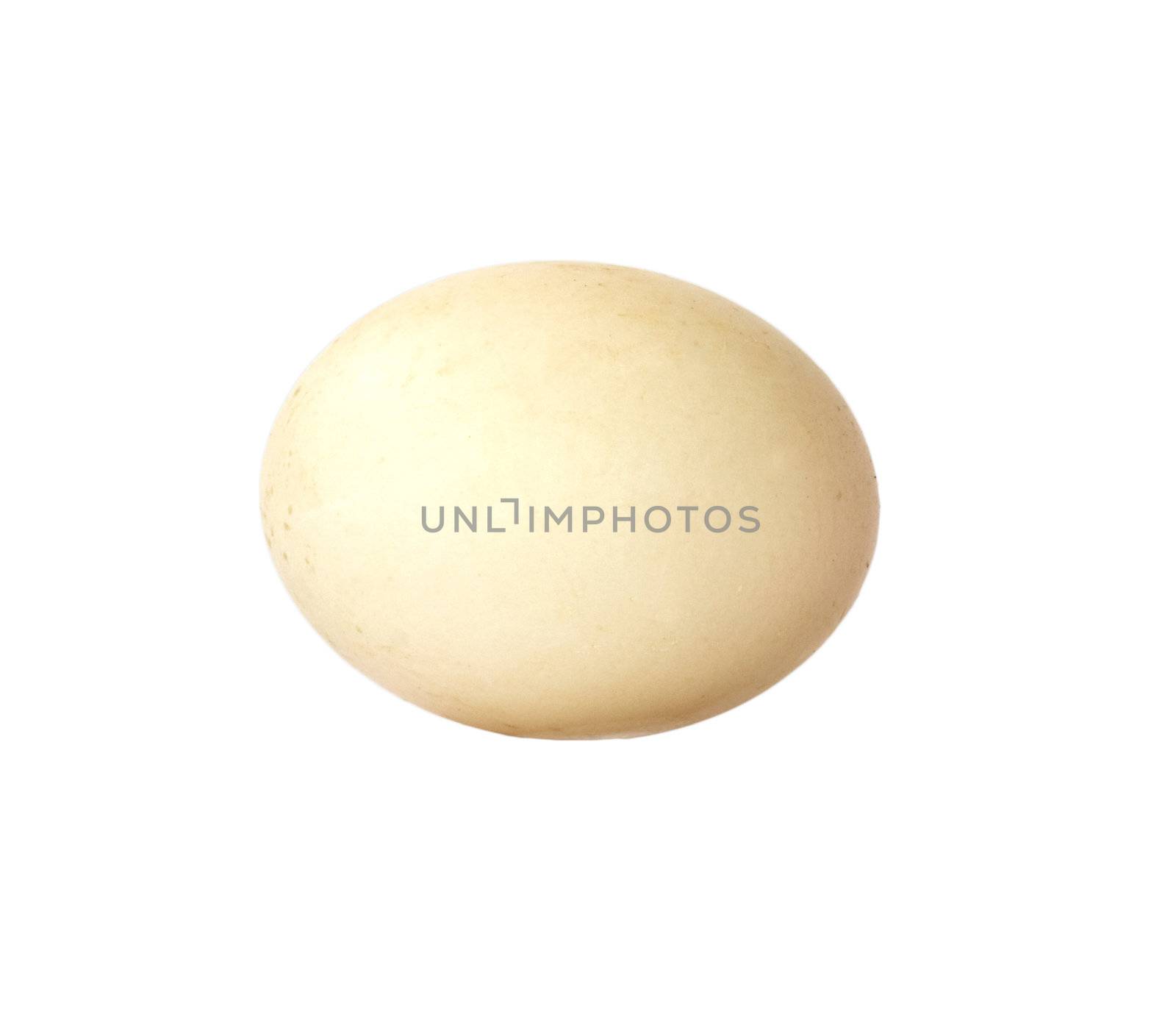 Egg of a duck  by schankz