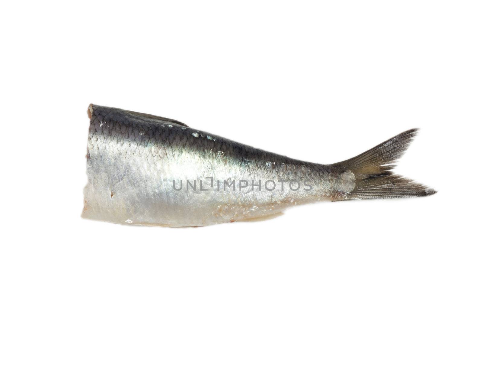 tail salty herring on white background  by schankz