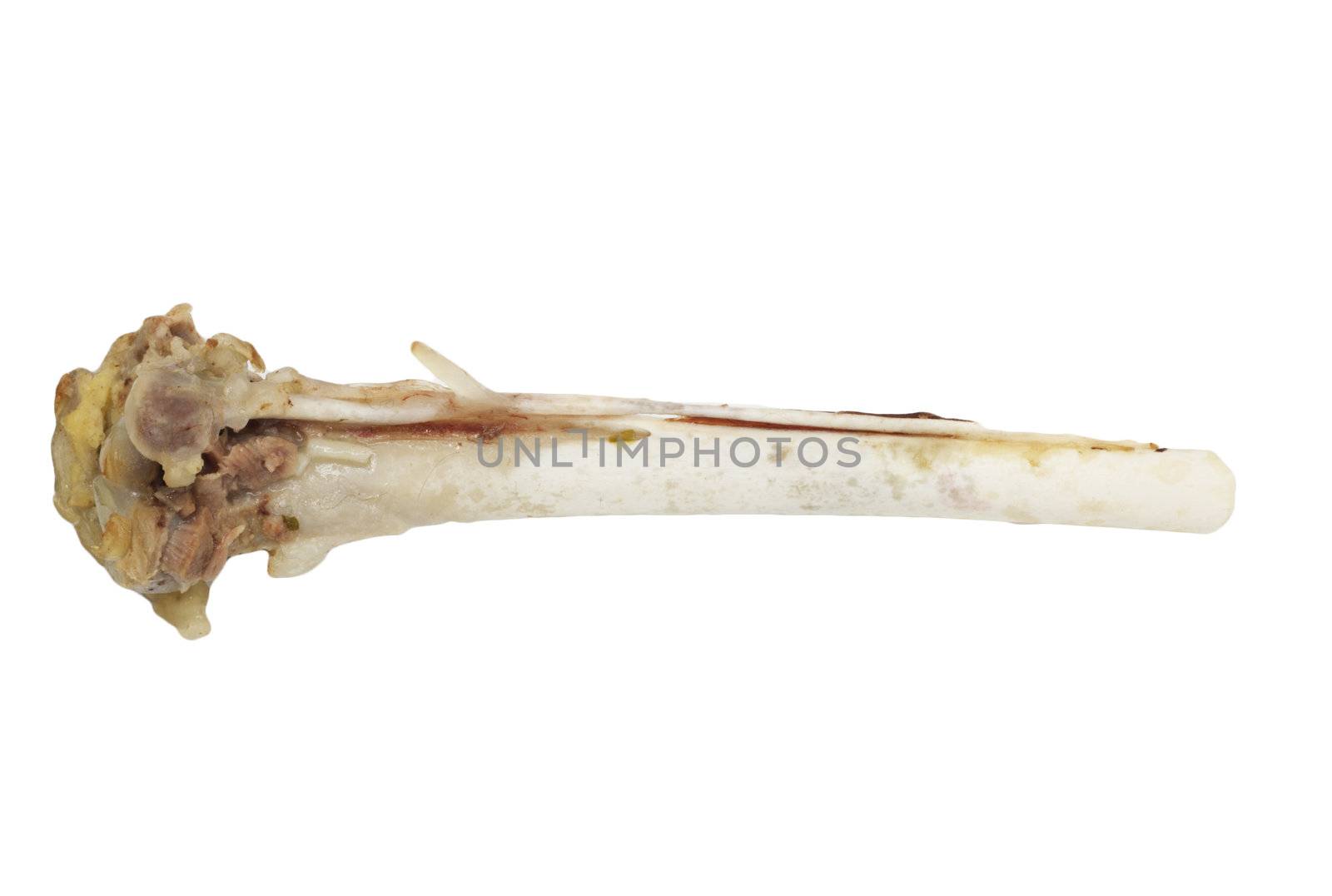 bones of the hen 