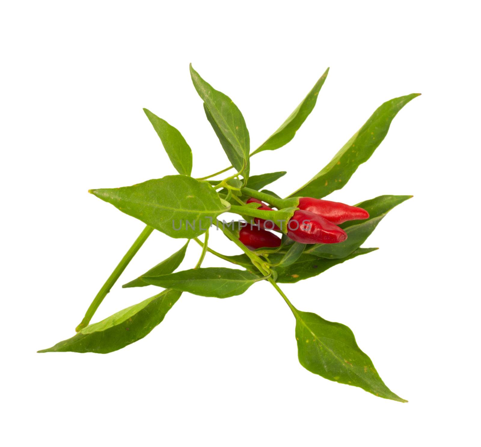 Little red hot Hawaiian Chile Peppers 