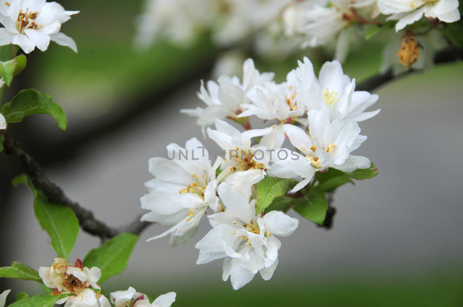 Close-up white crab apple blossoms blooming