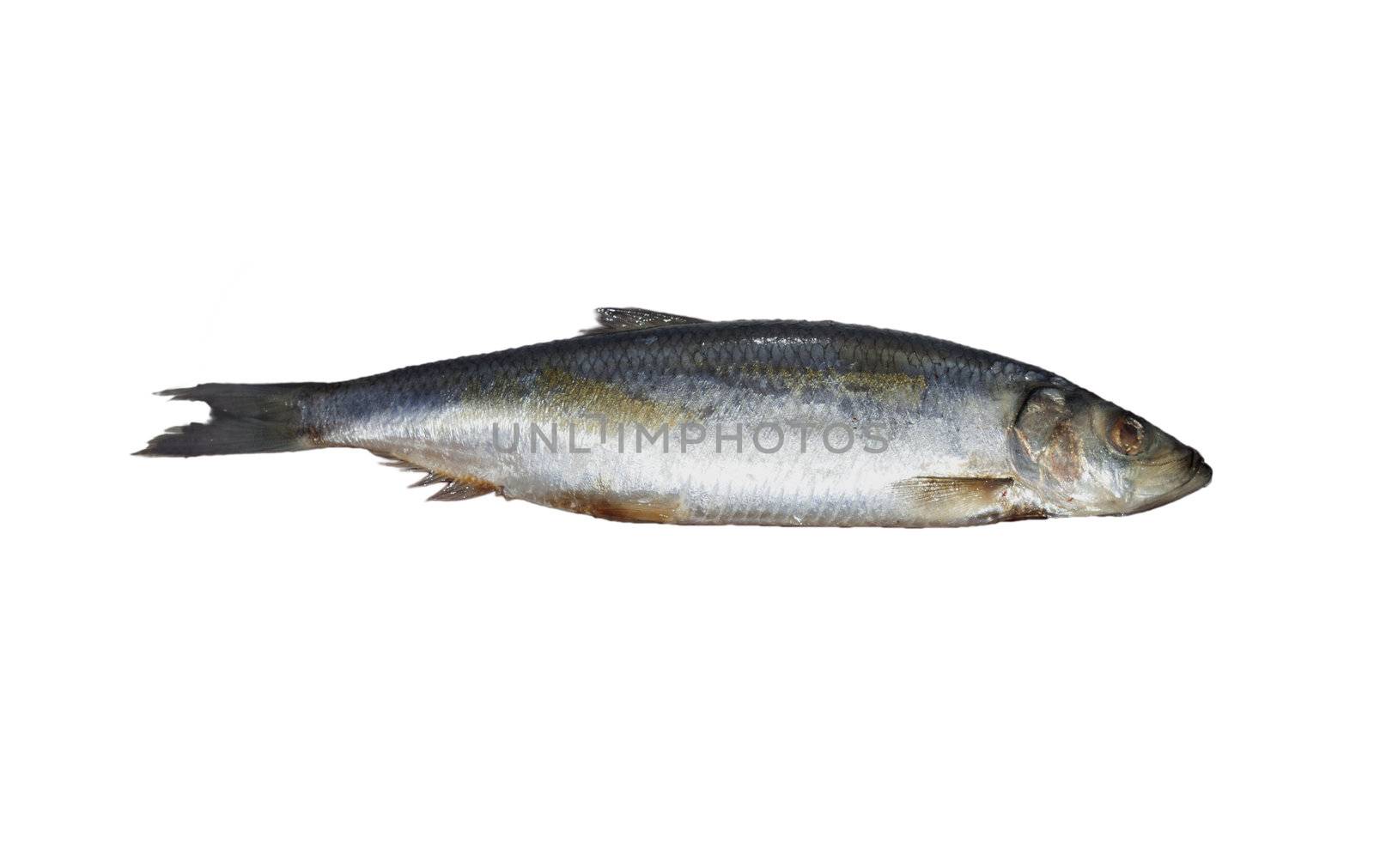 Herring. Image series of different food on white background 