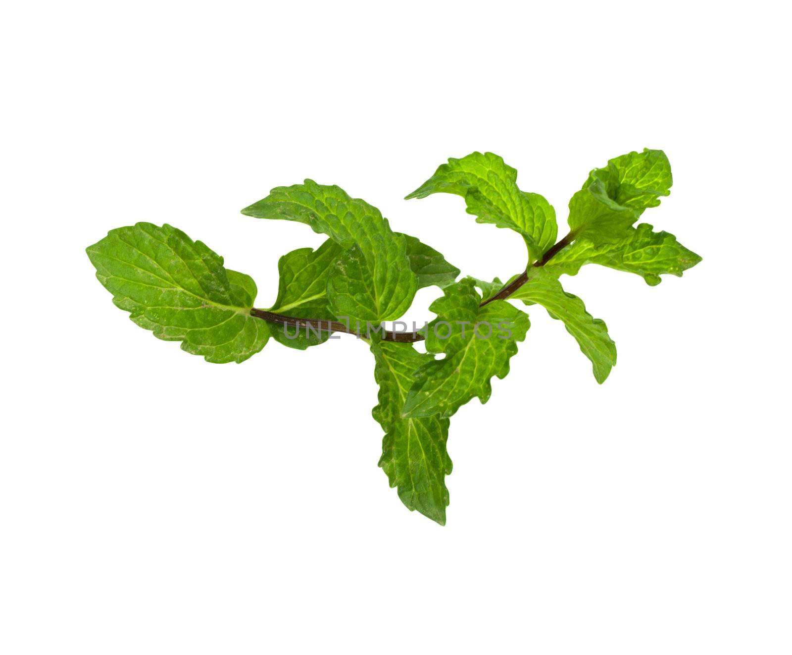 mint on a white background