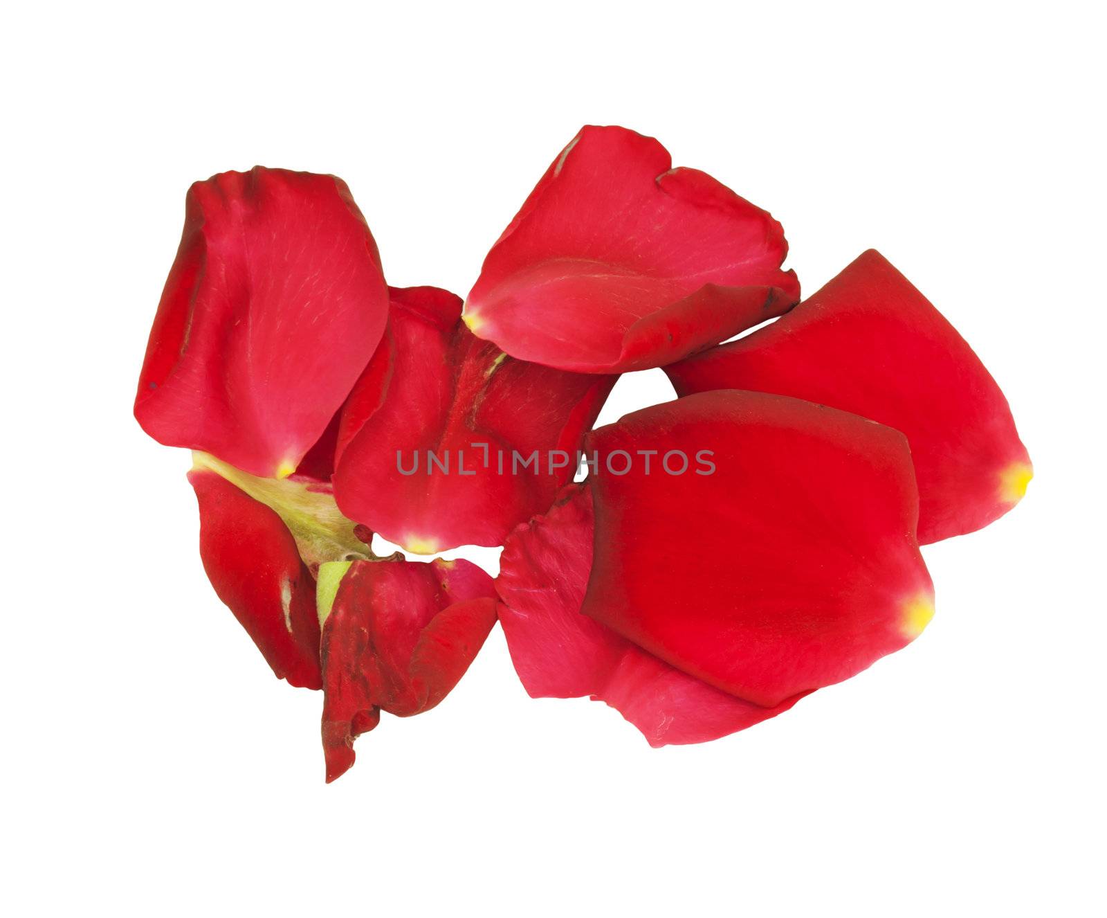 Rose petals isolated on white by schankz