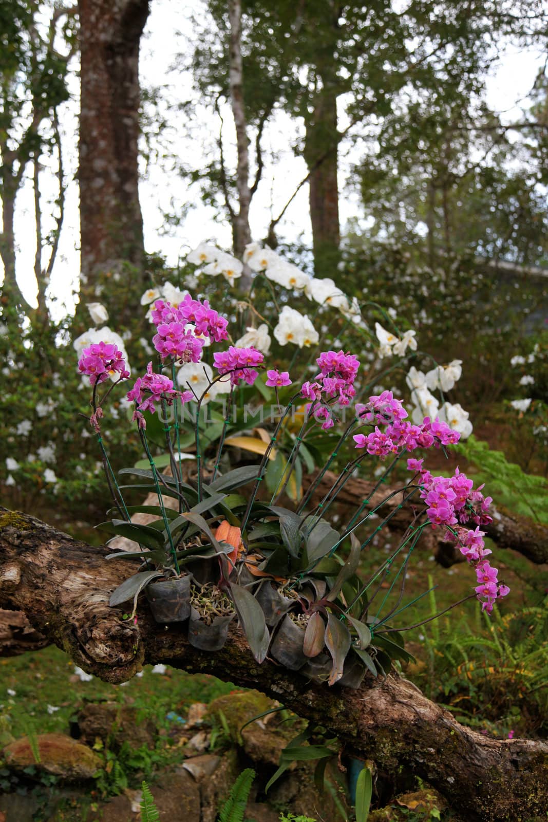 Thai orchids. by ginaellen