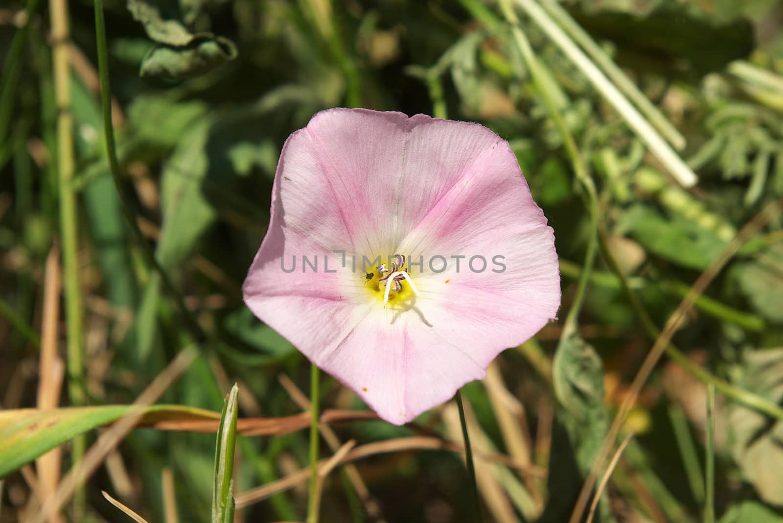 photo of the beautiful bindweed flower in garden