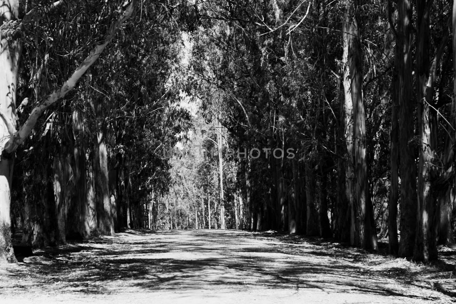 Infinite road in a park on a sunny day.