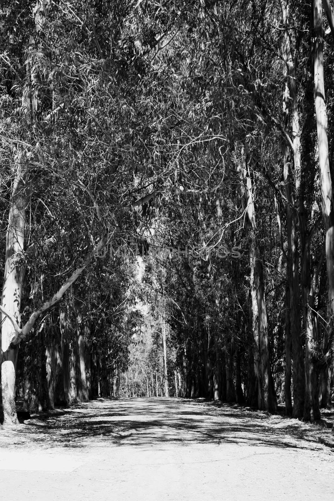 Infinite road in a park on a sunny day.