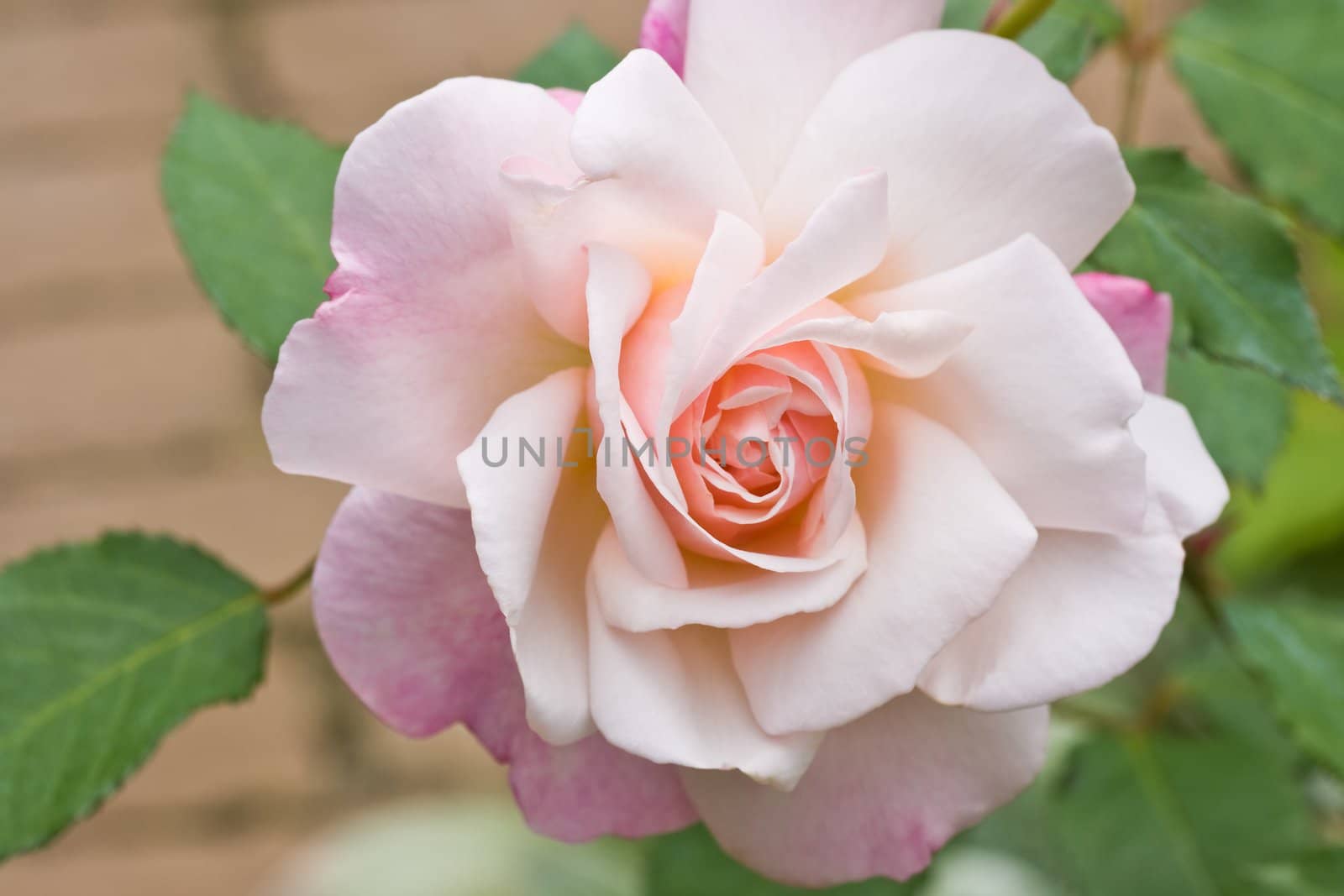 Soft pink rose blooming in the garden in summer