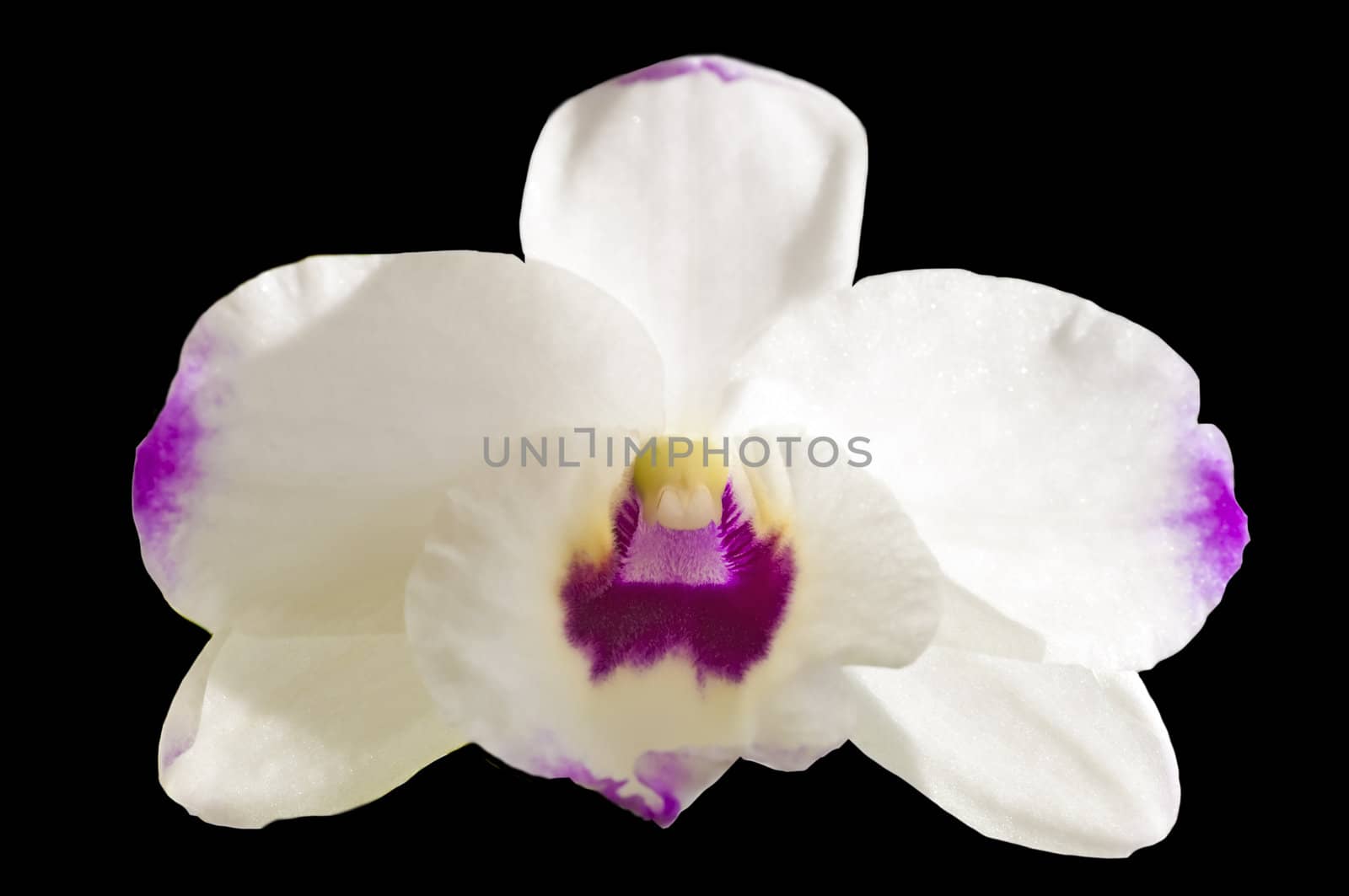 Dendrobium orchid cut-out on black background