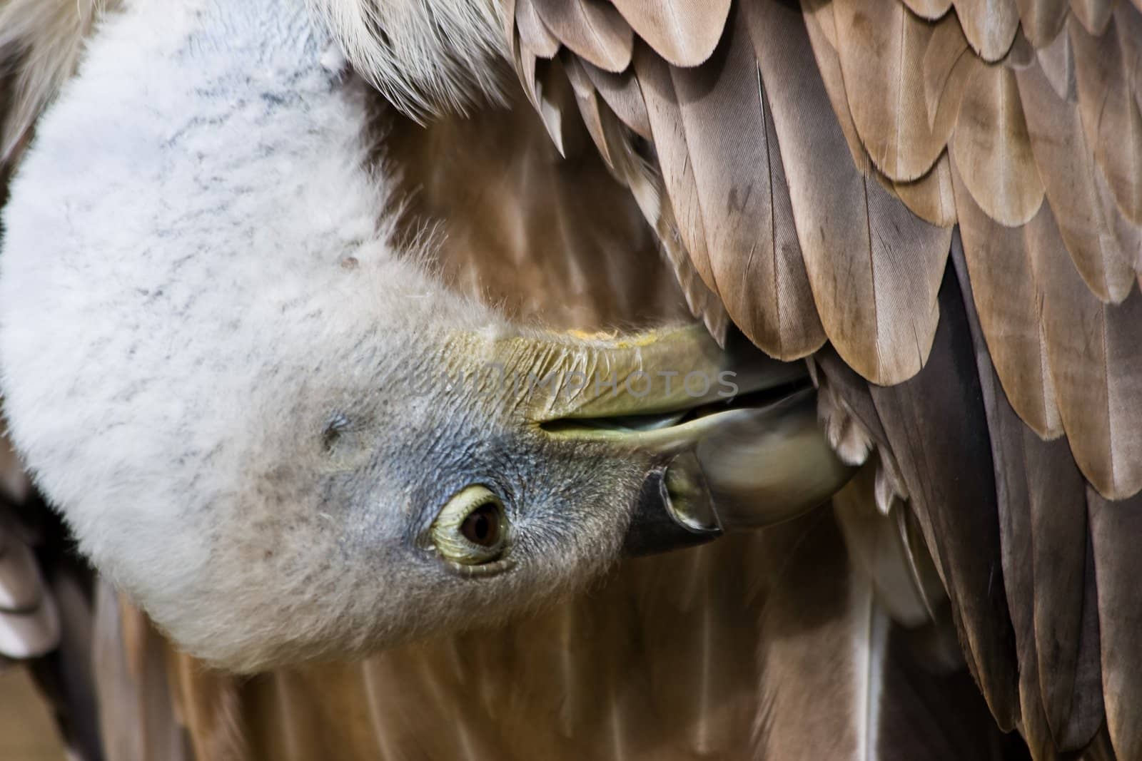 Griffon vulture, with beak between feathers, making toilet