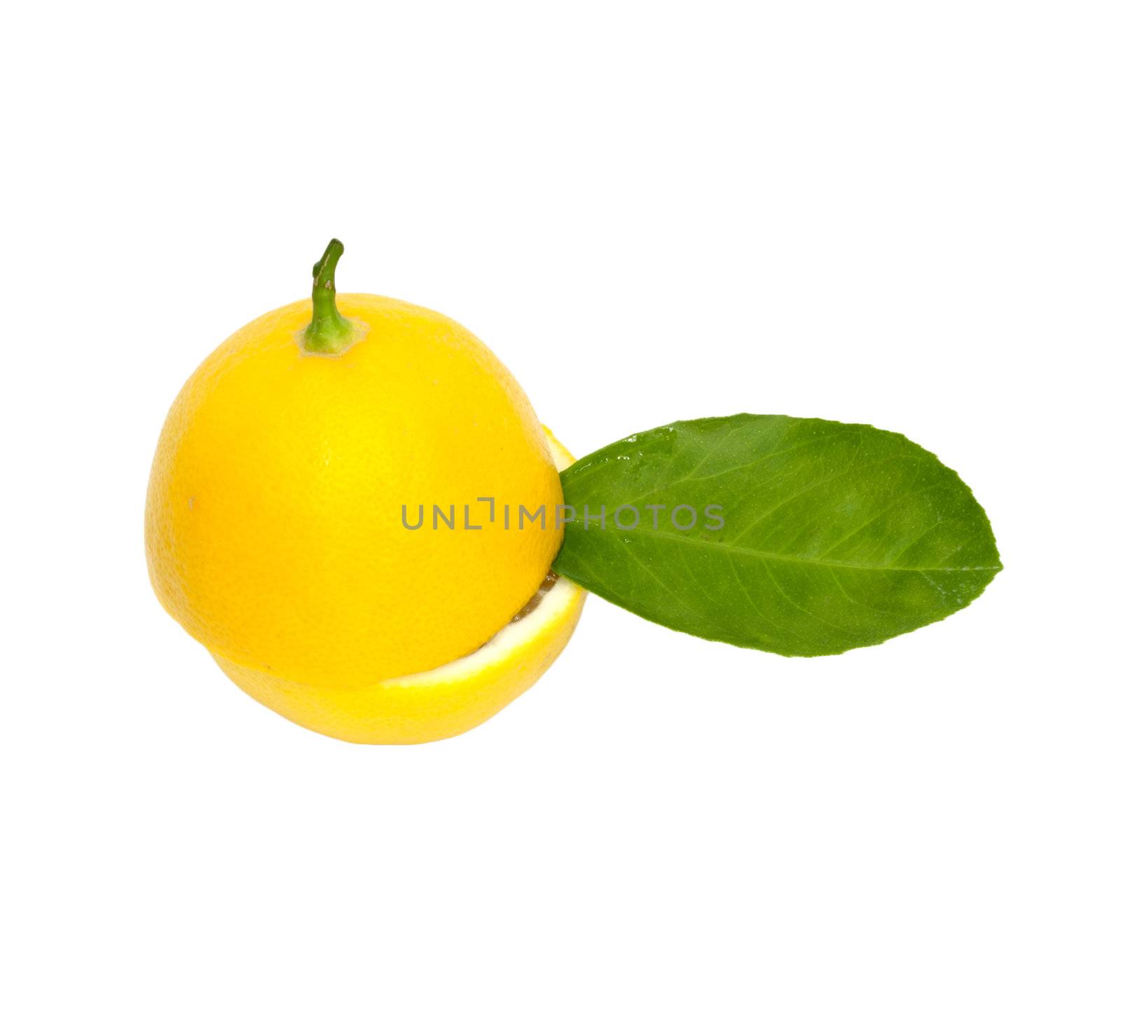 lemon  by schankz
