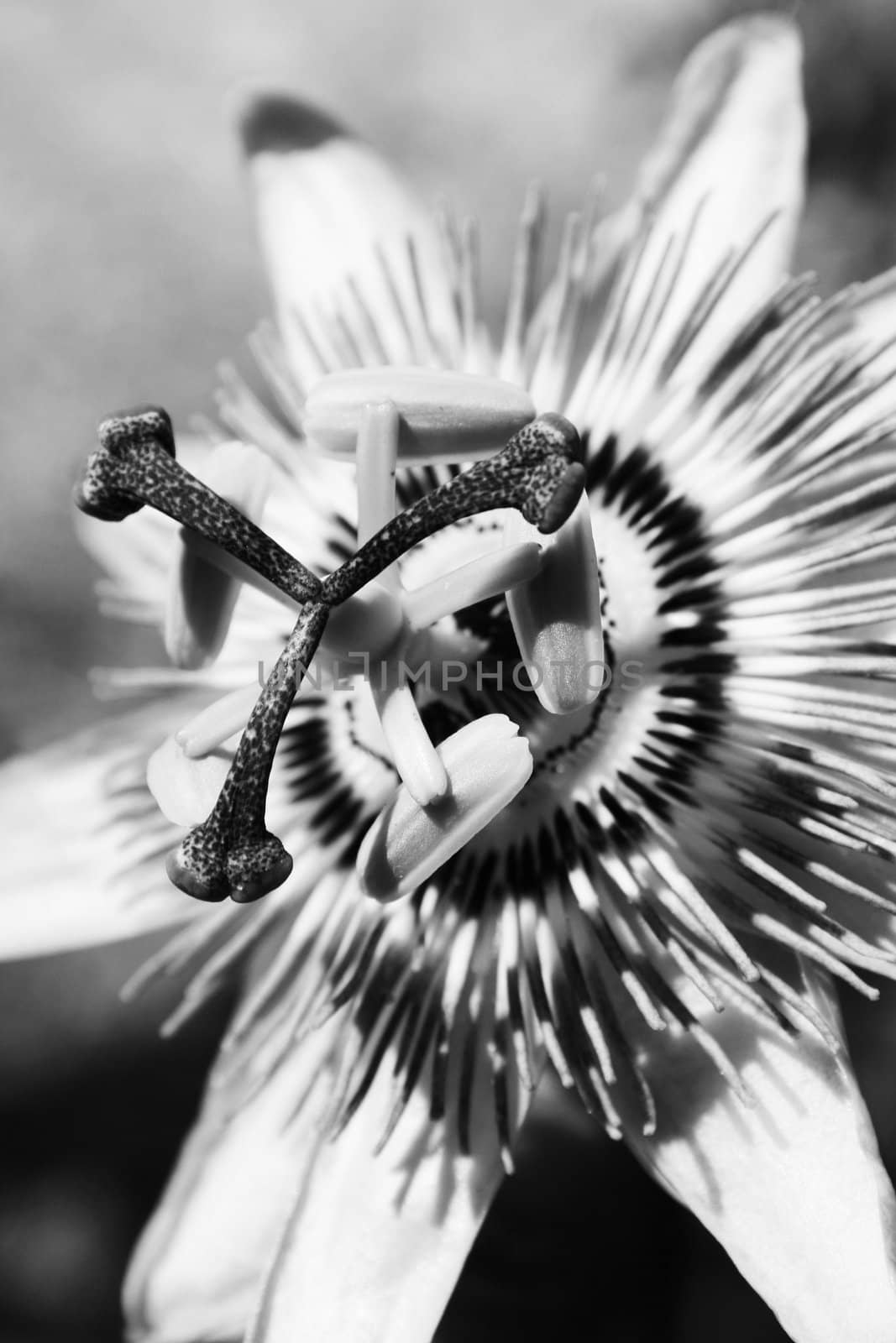 Close up of a passion flower.