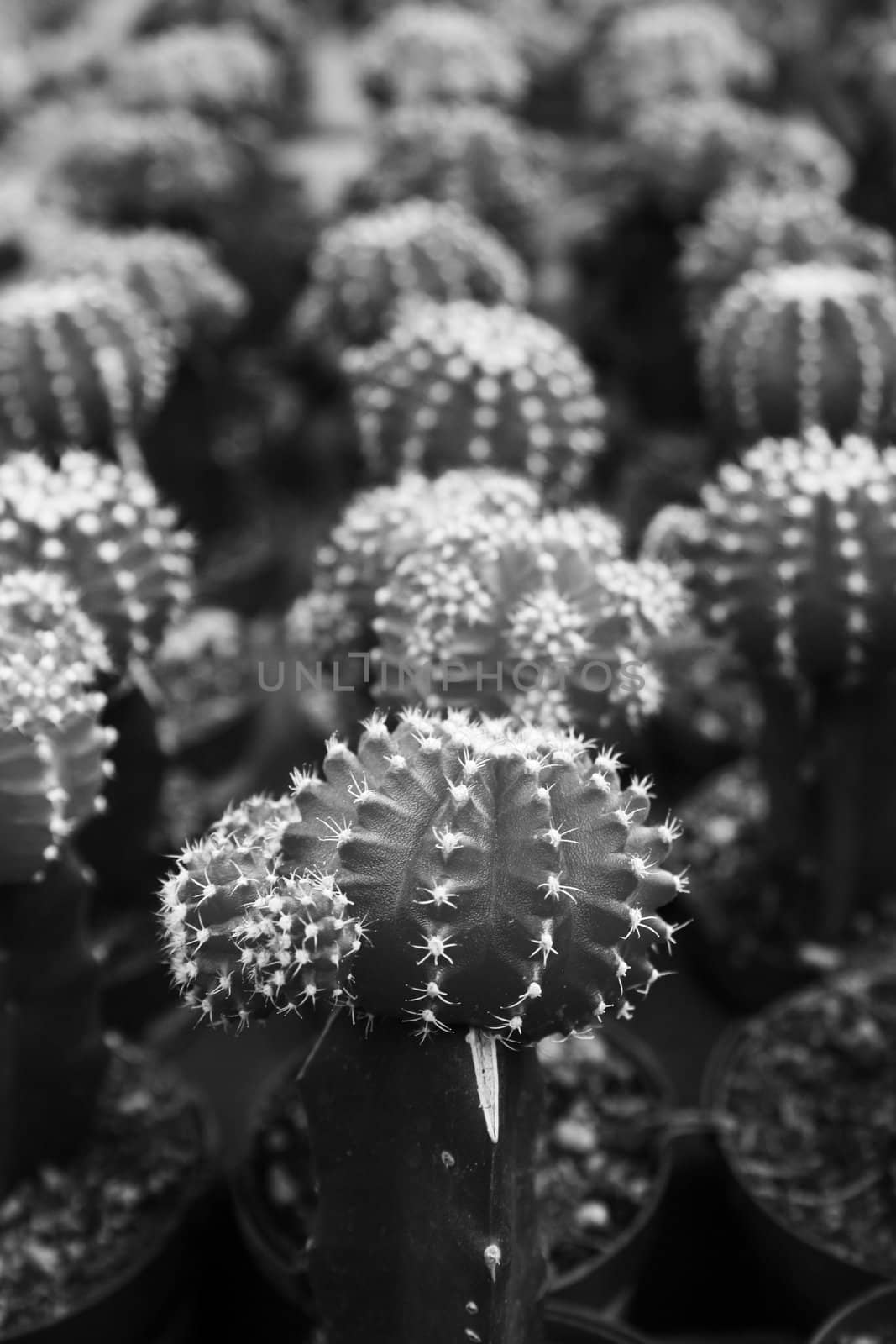 Row of small cactuses showing unique pattern.