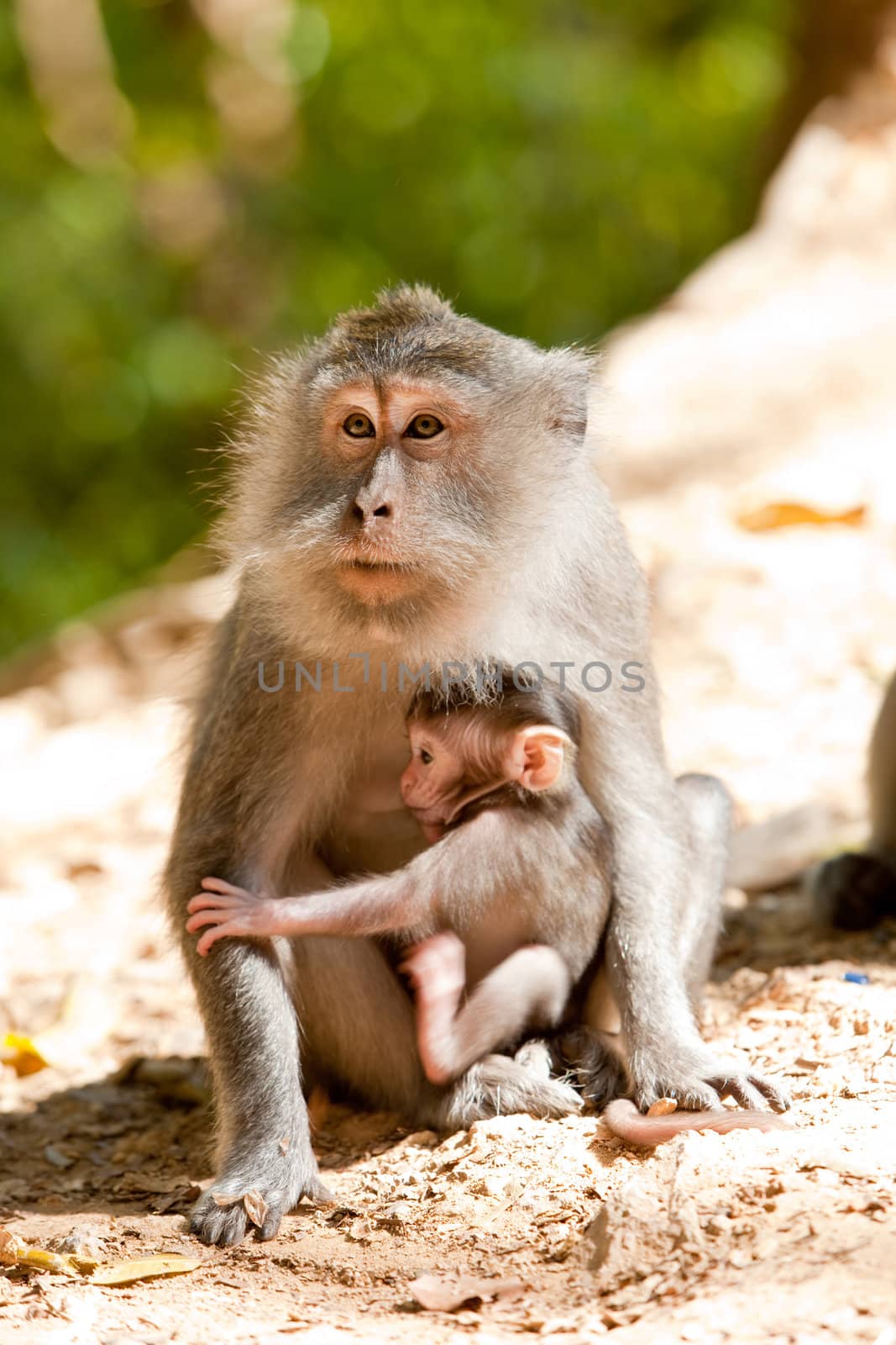 Mother macaque with her young by the roadside, Indonesia