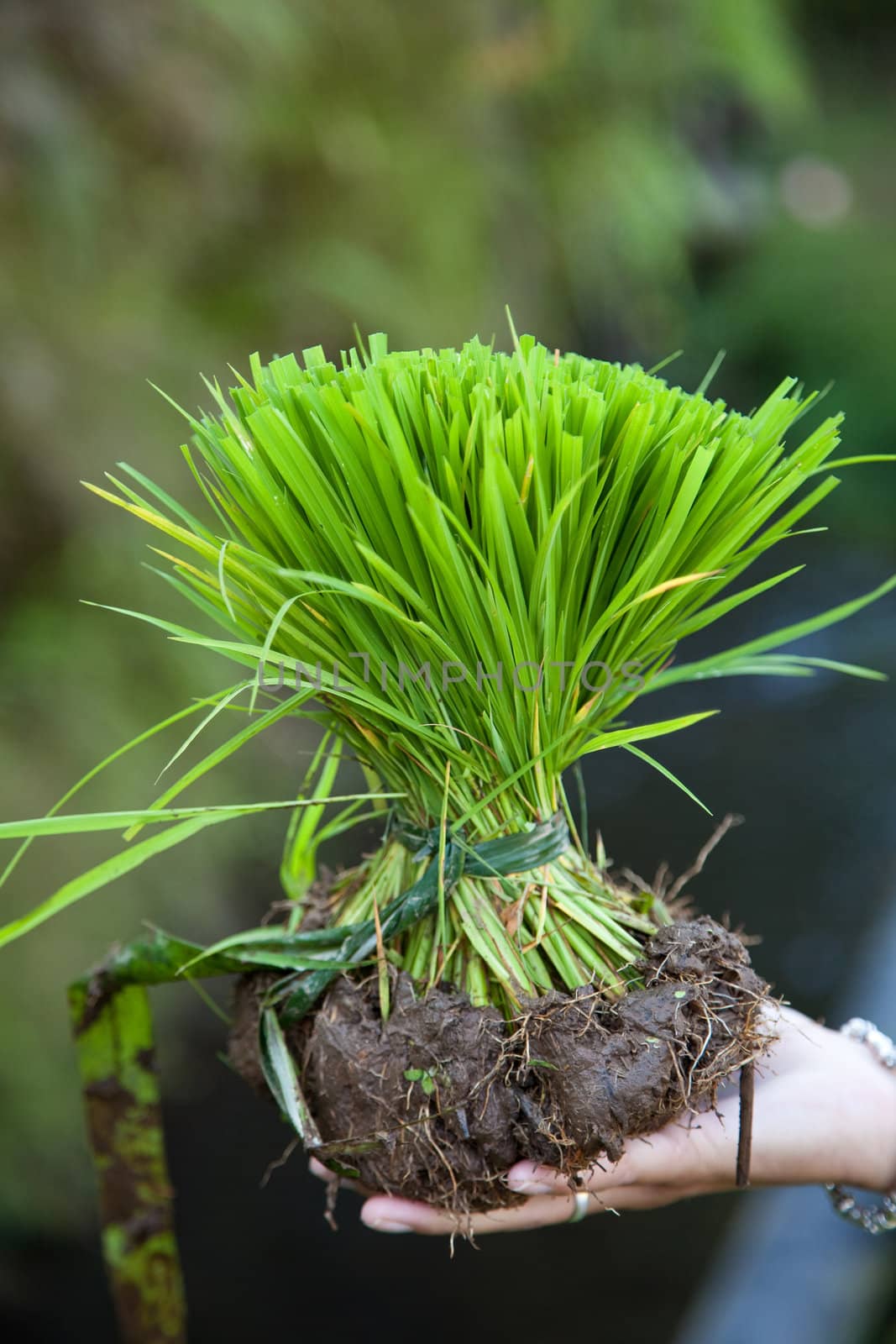 Young and fresh green riceplant in a hand