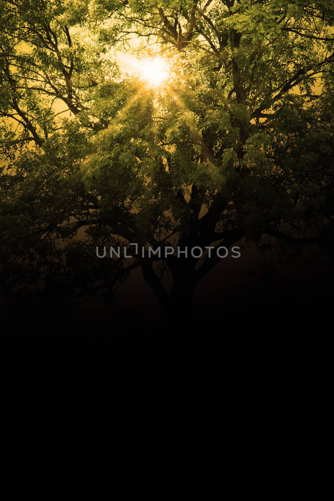 tree on a green meadow with sun blades