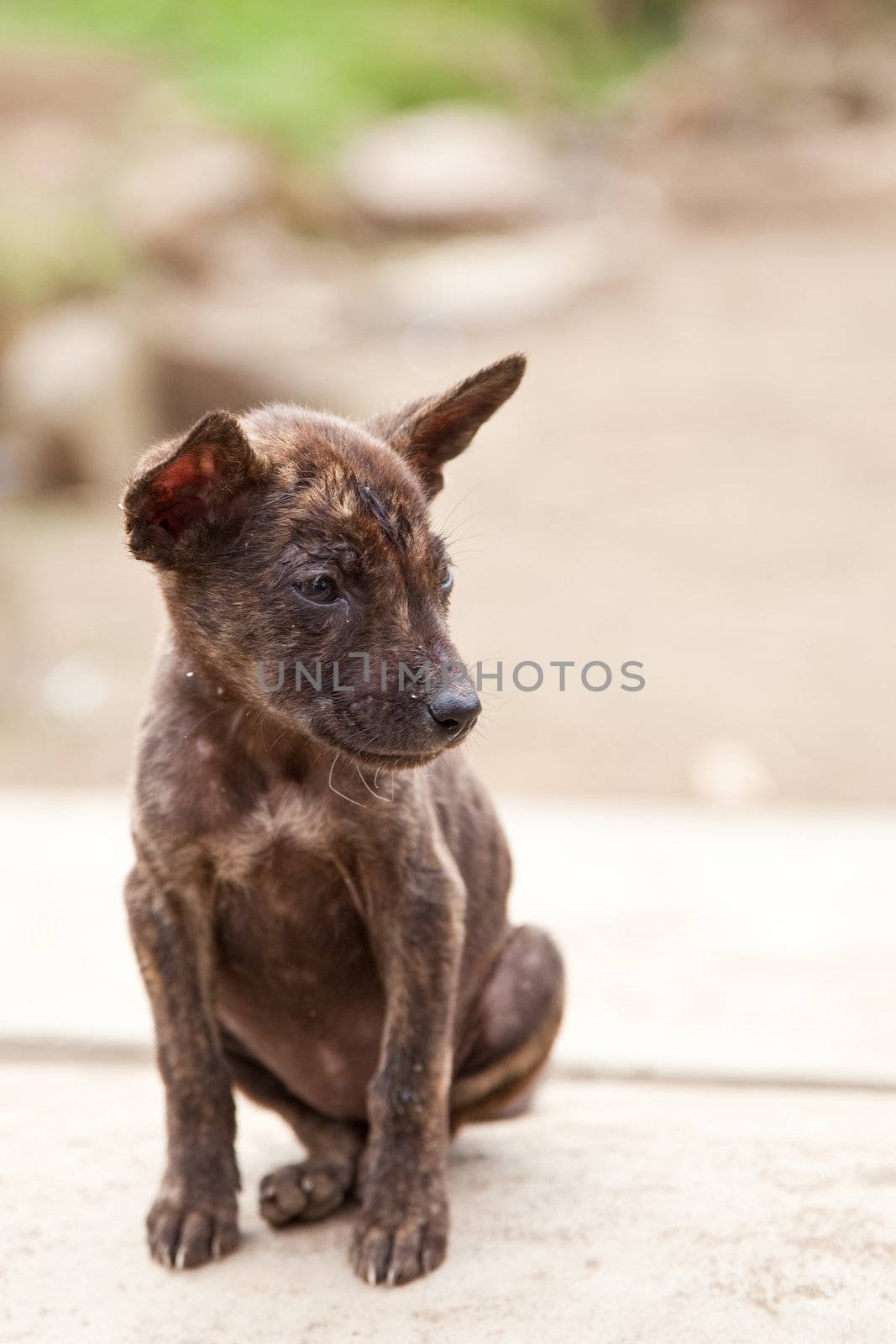 Small dog in Indonesia 