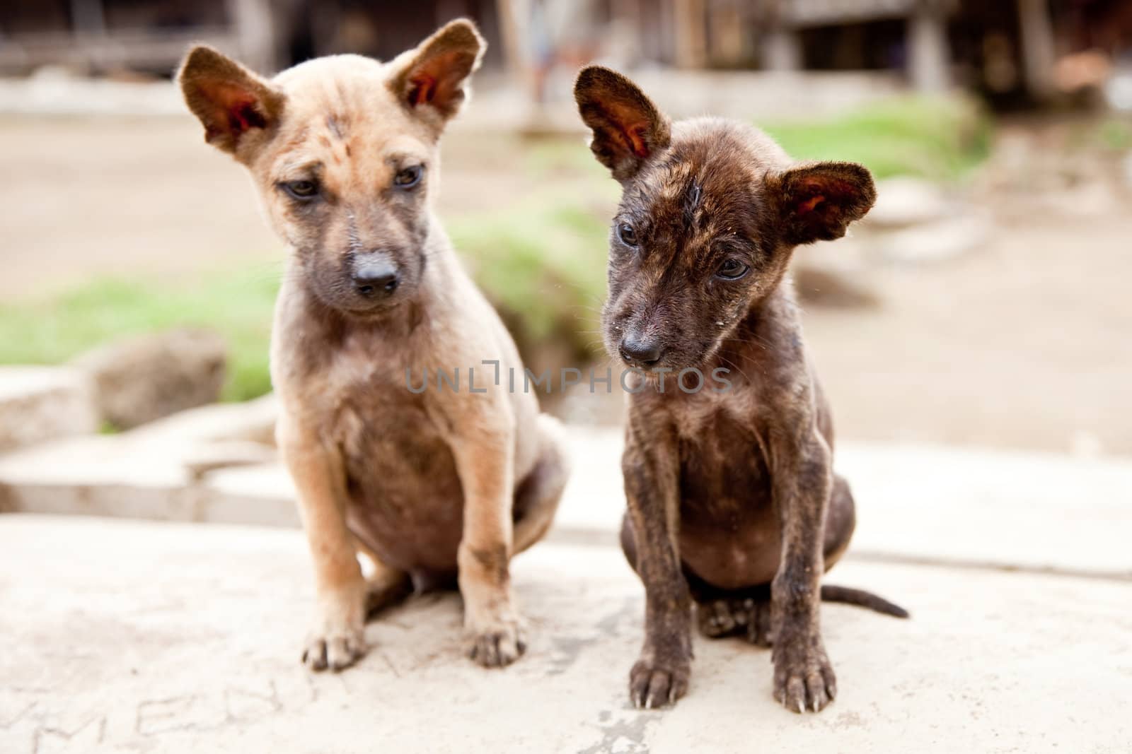 Little stray dogs by Fotosmurf