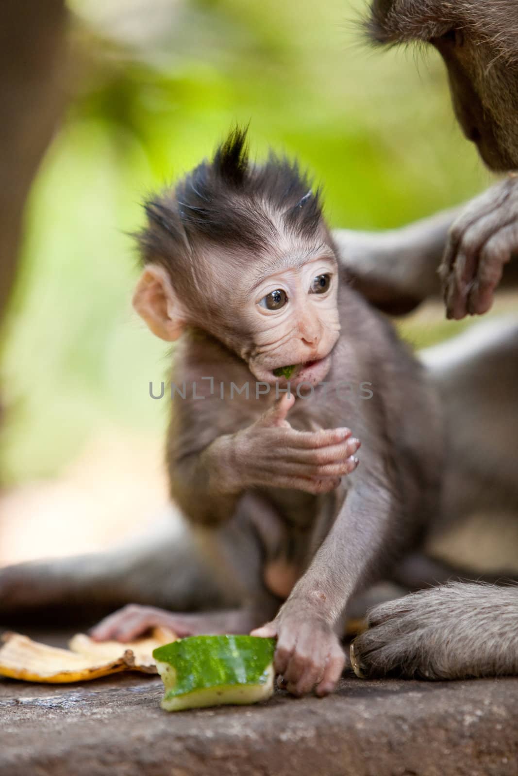 Adorable little baby monkey eating a piece of cucumber in Sacred Monkey Forest, Ubud, Bali