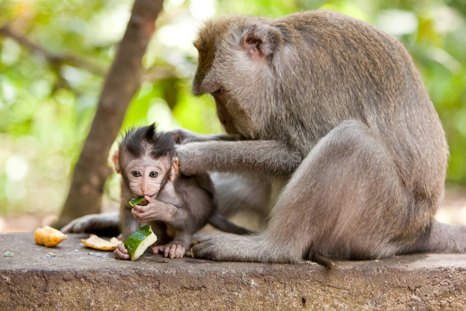 Cute little babymonkey being groomed by mom while eating