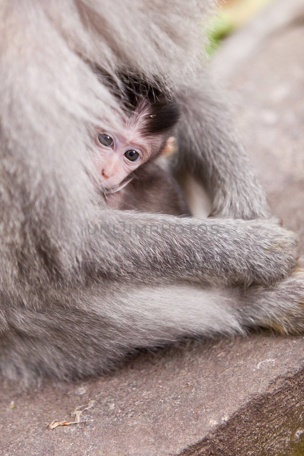 Cute little macaque monkey hiding in mom's arms
