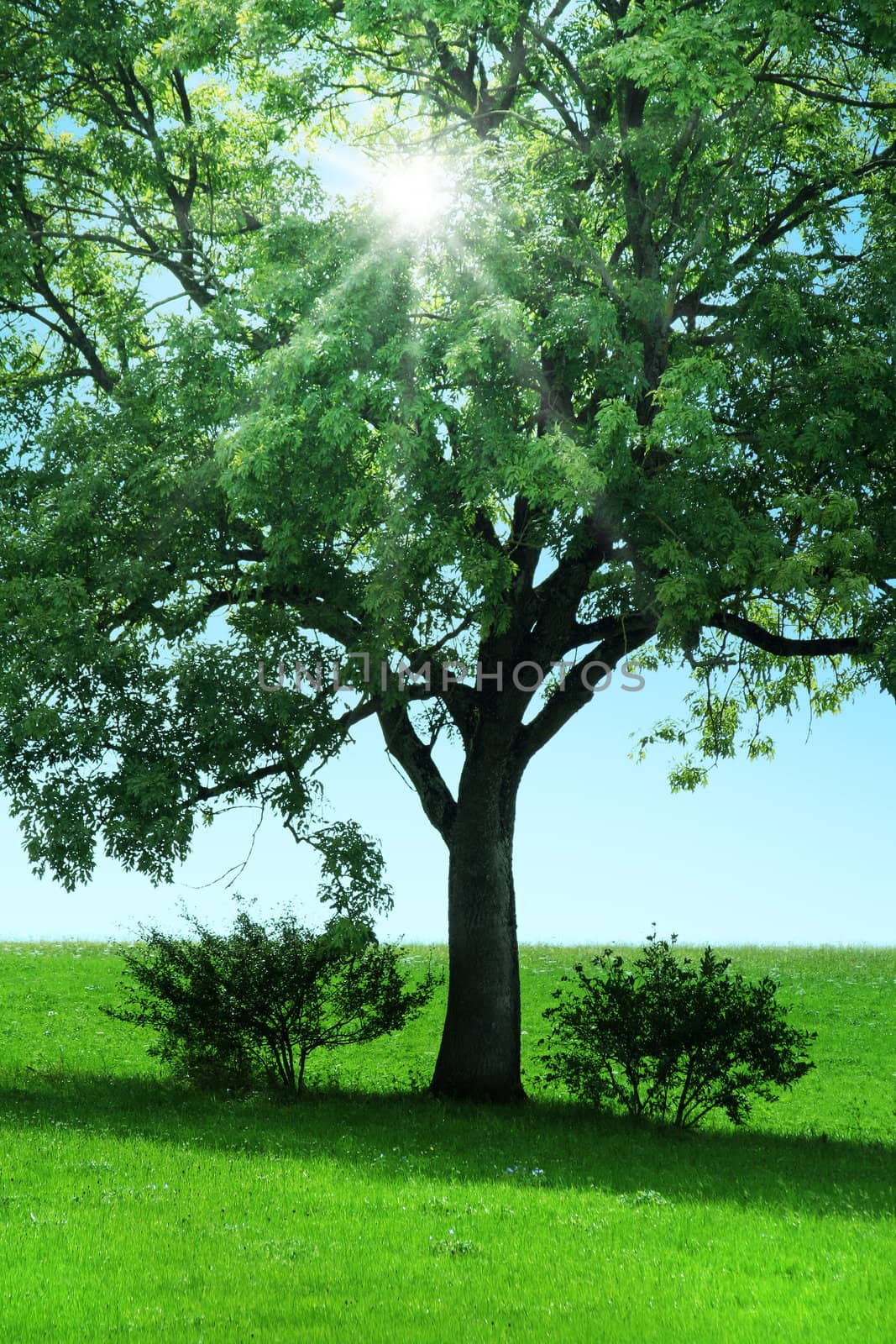 tree on a green meadow with sun blades