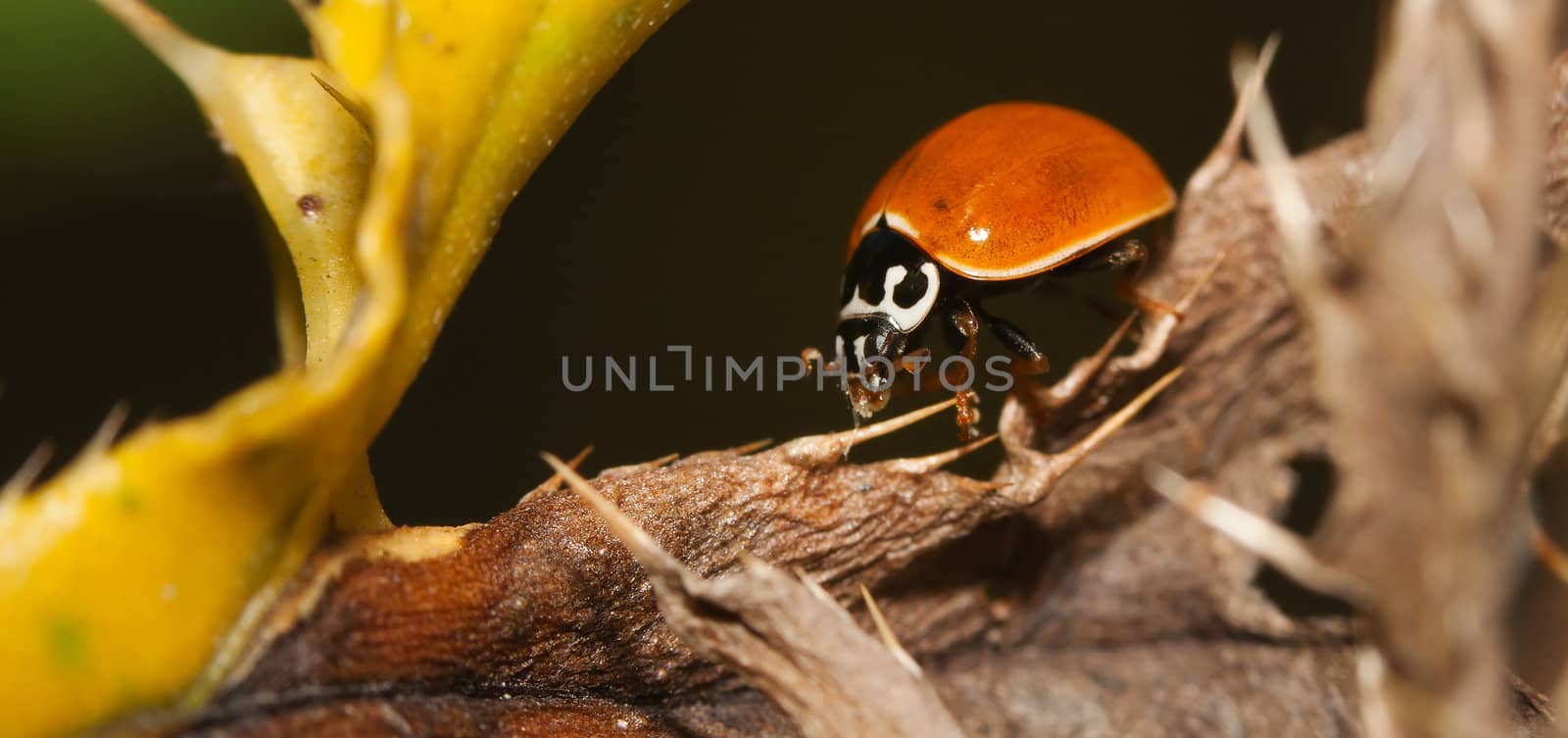 Asian Ladybug Beetle, (Harmonia axyridis) on a plant stem.