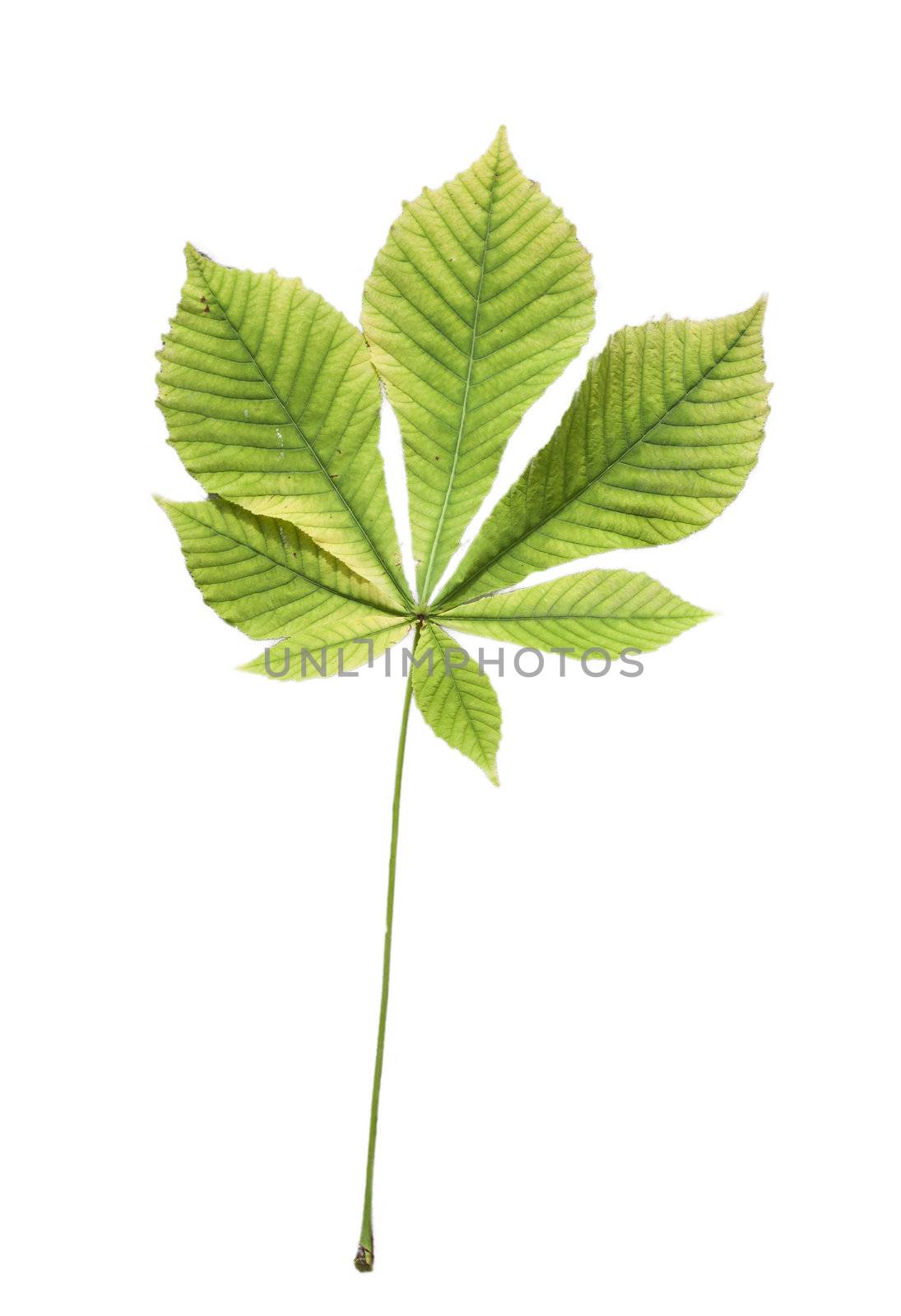 Isolated green leaf of chestnut  by schankz