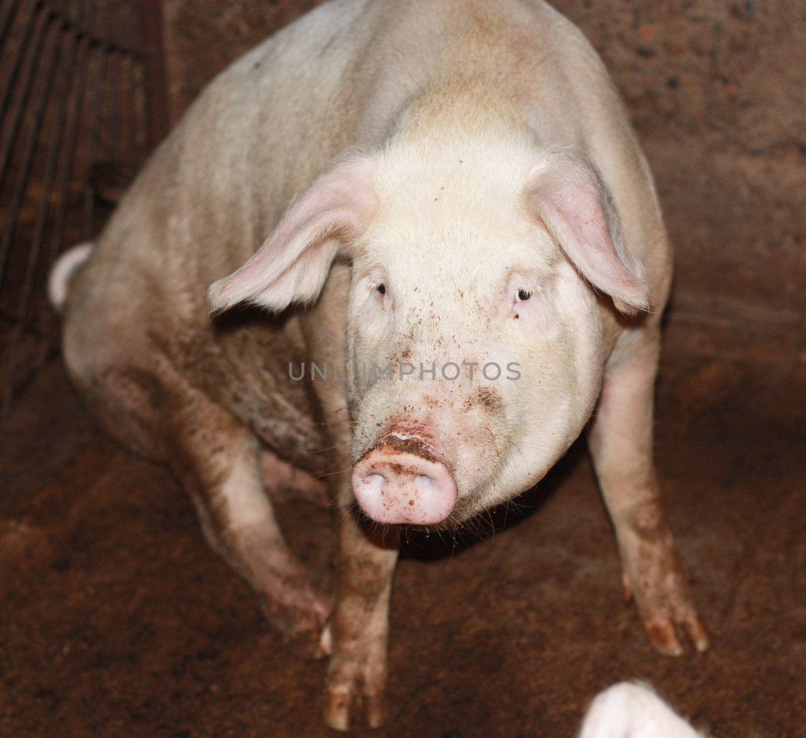 close up of little pig in a farm in China 