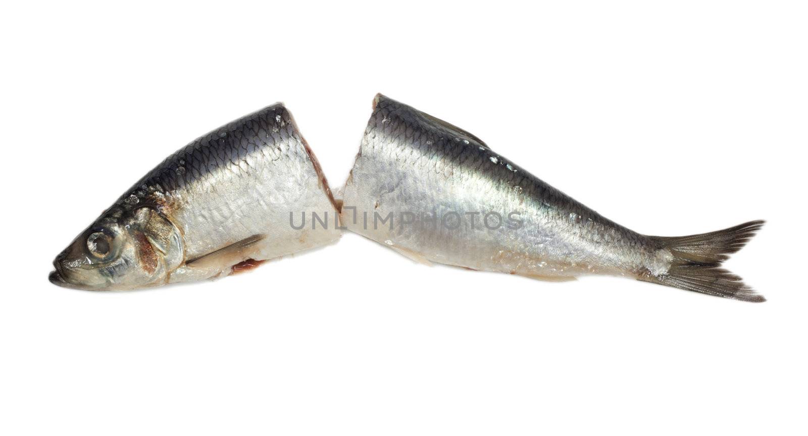 salted herring on white background 