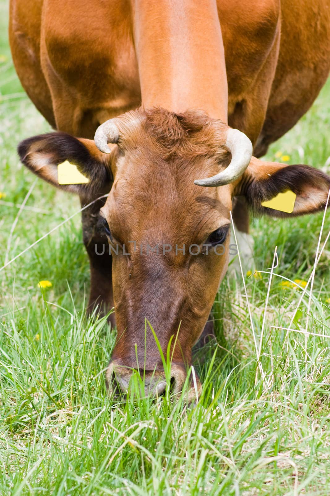 cow eats grass