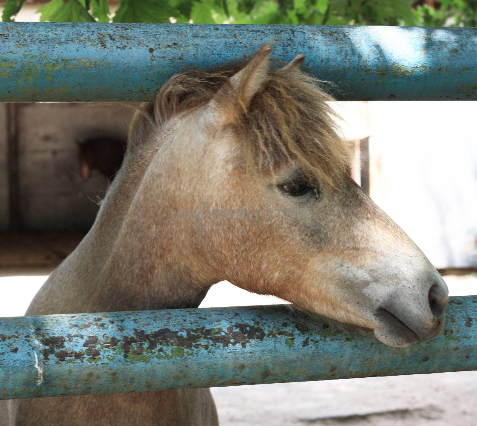 Muzzle of a bay horse. 