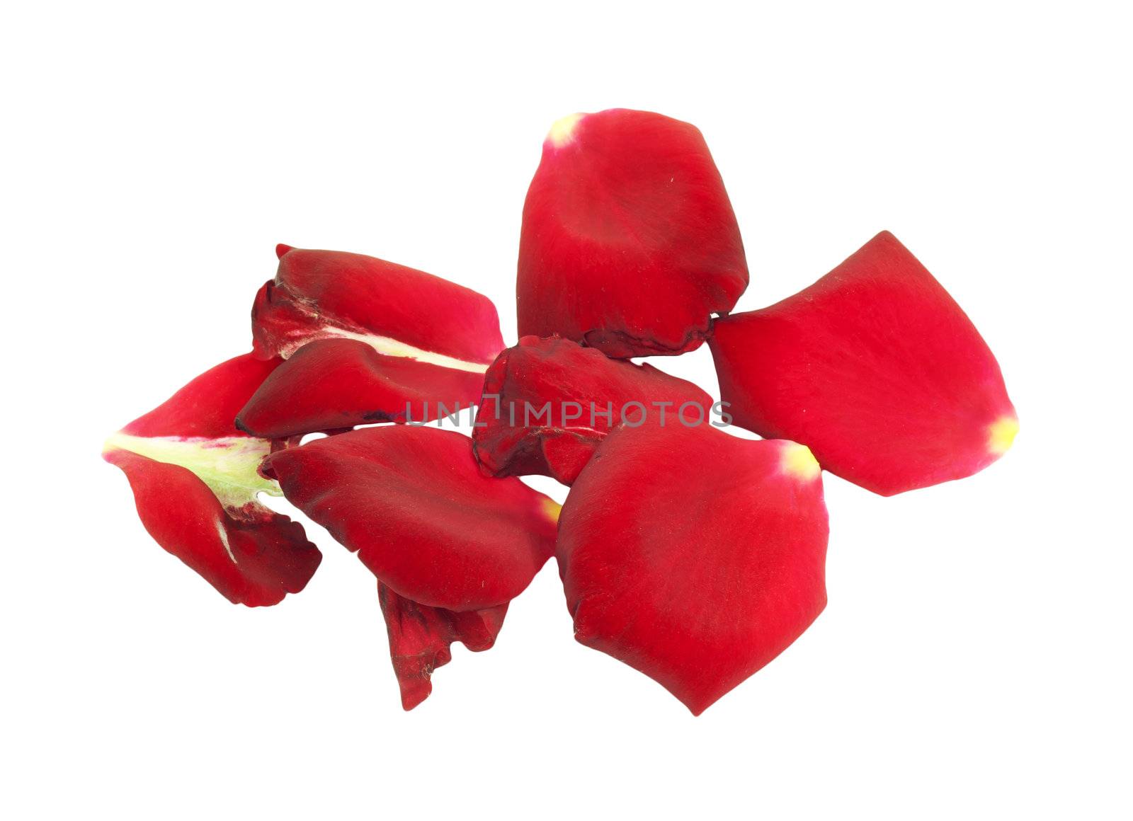 Rose petals isolated on white  by schankz