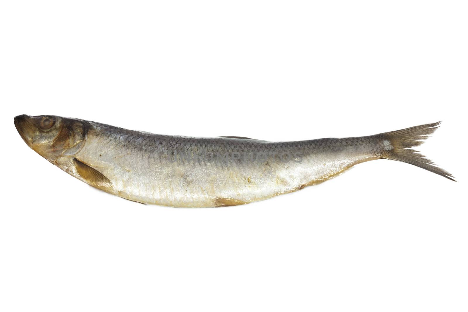 salted herring on white background  by schankz