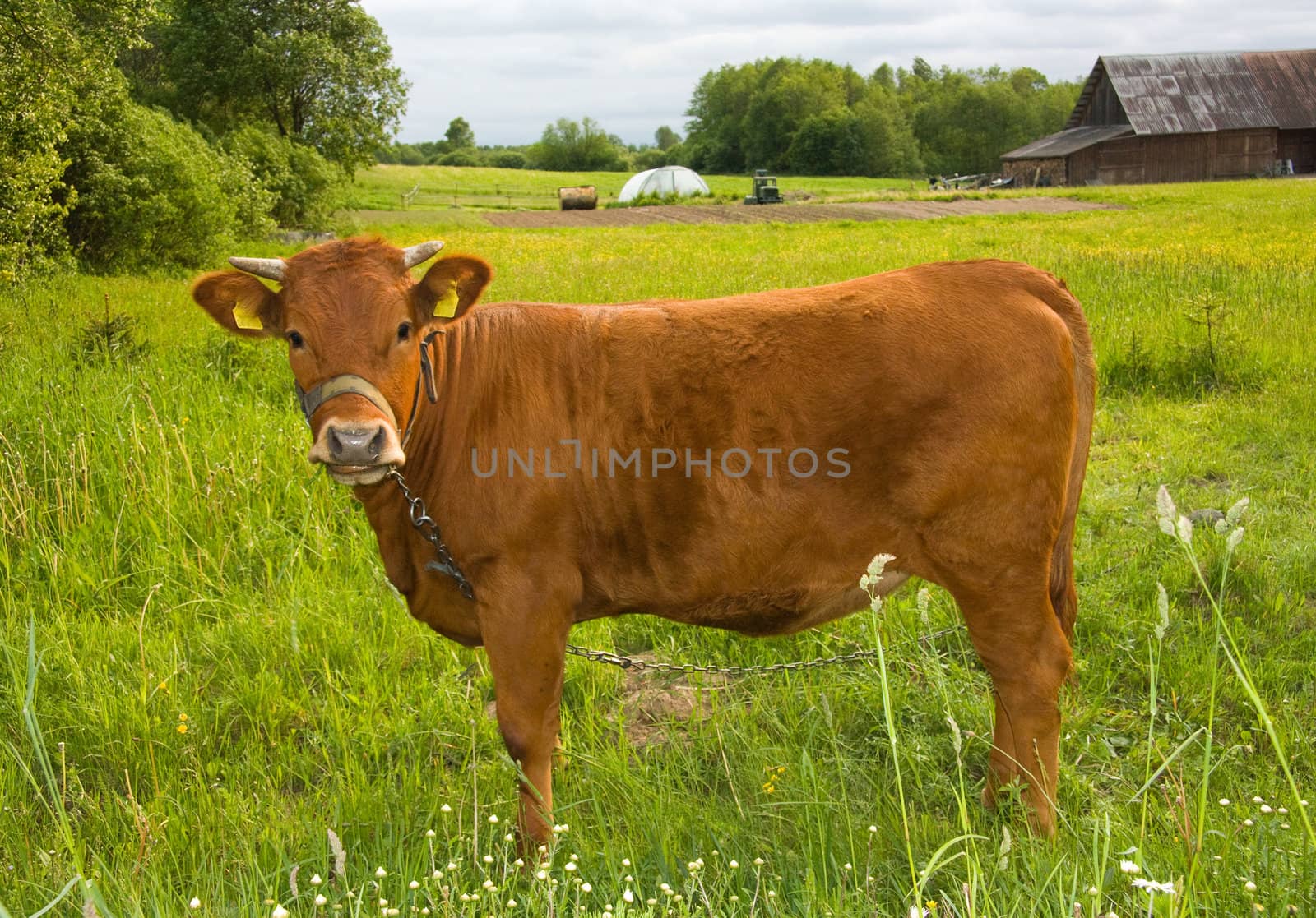 young cow on the meadow