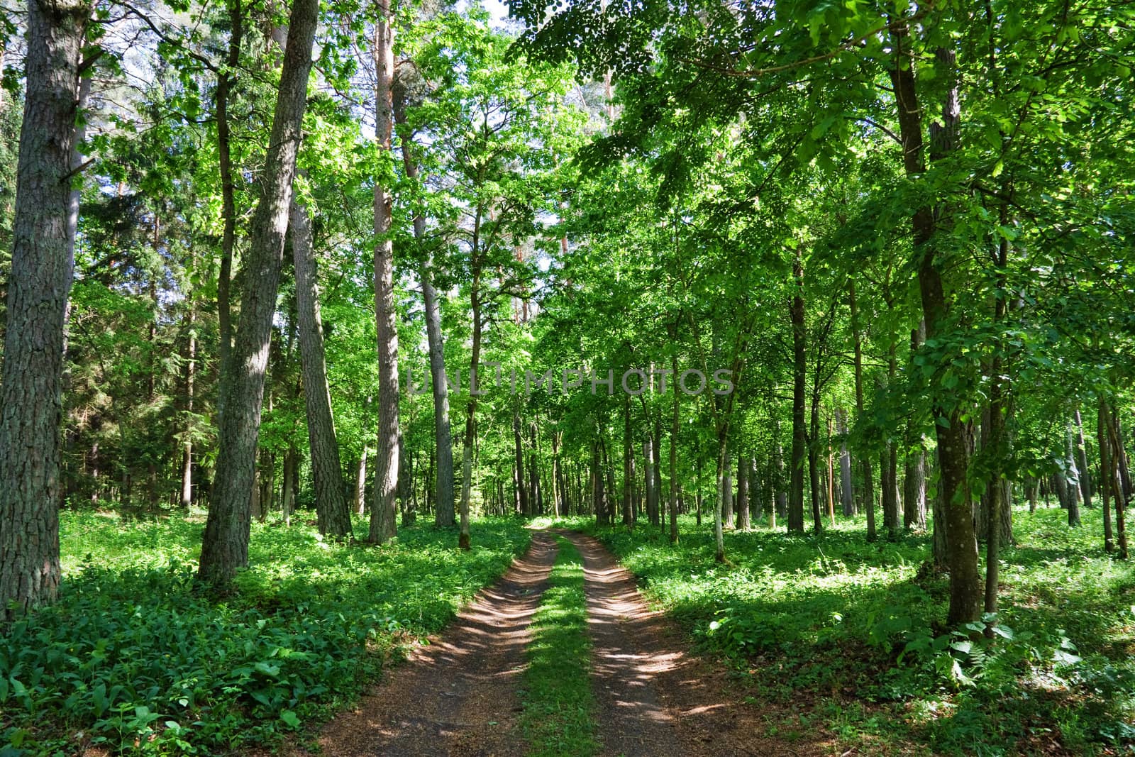 road in the woods