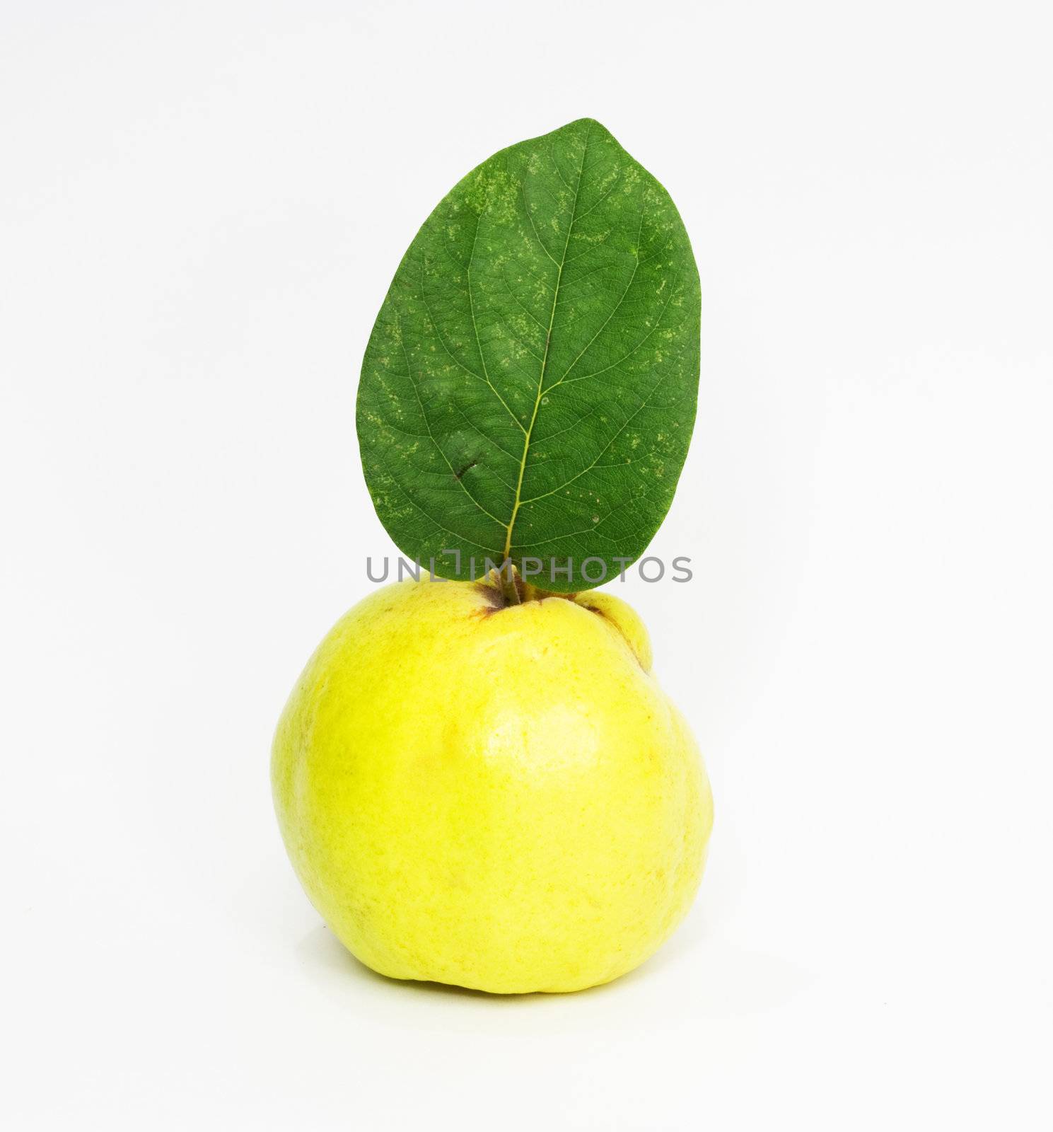 object on white - food quince close up  by schankz