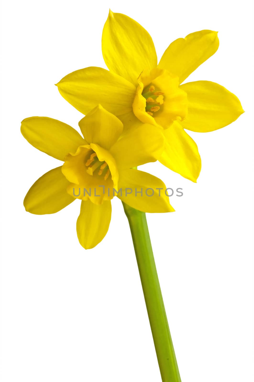 Daffodil by Jochen