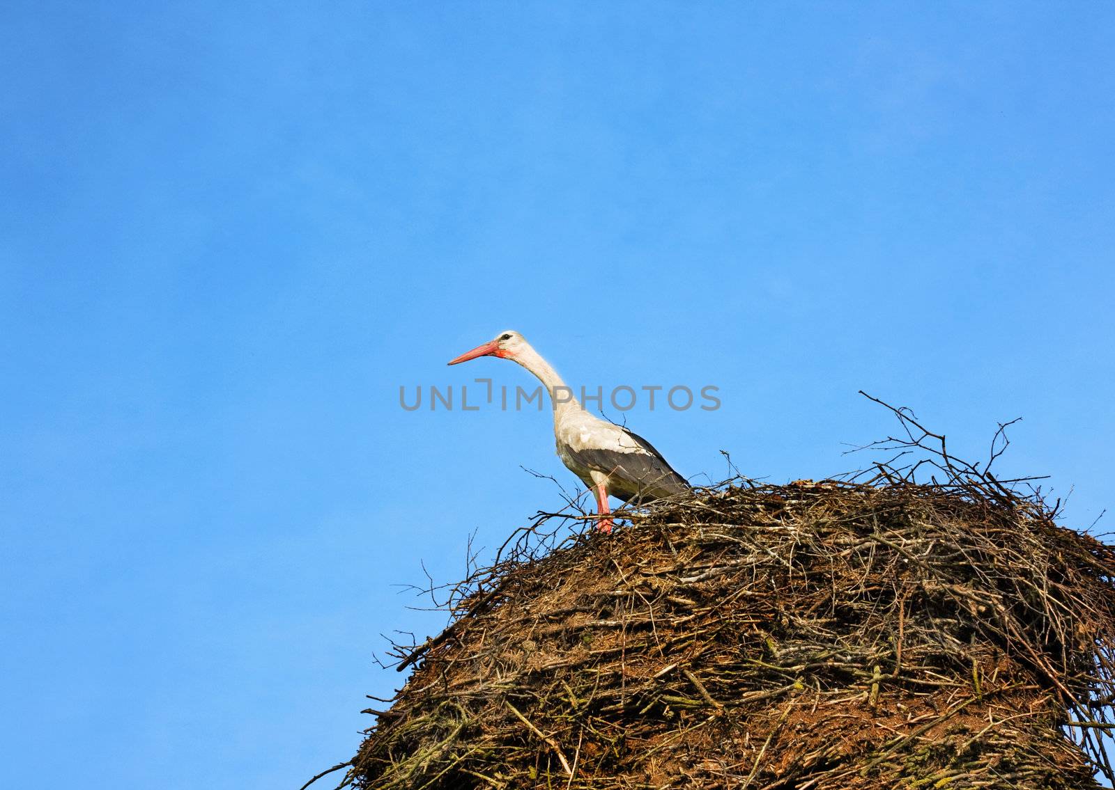 stork in a nest