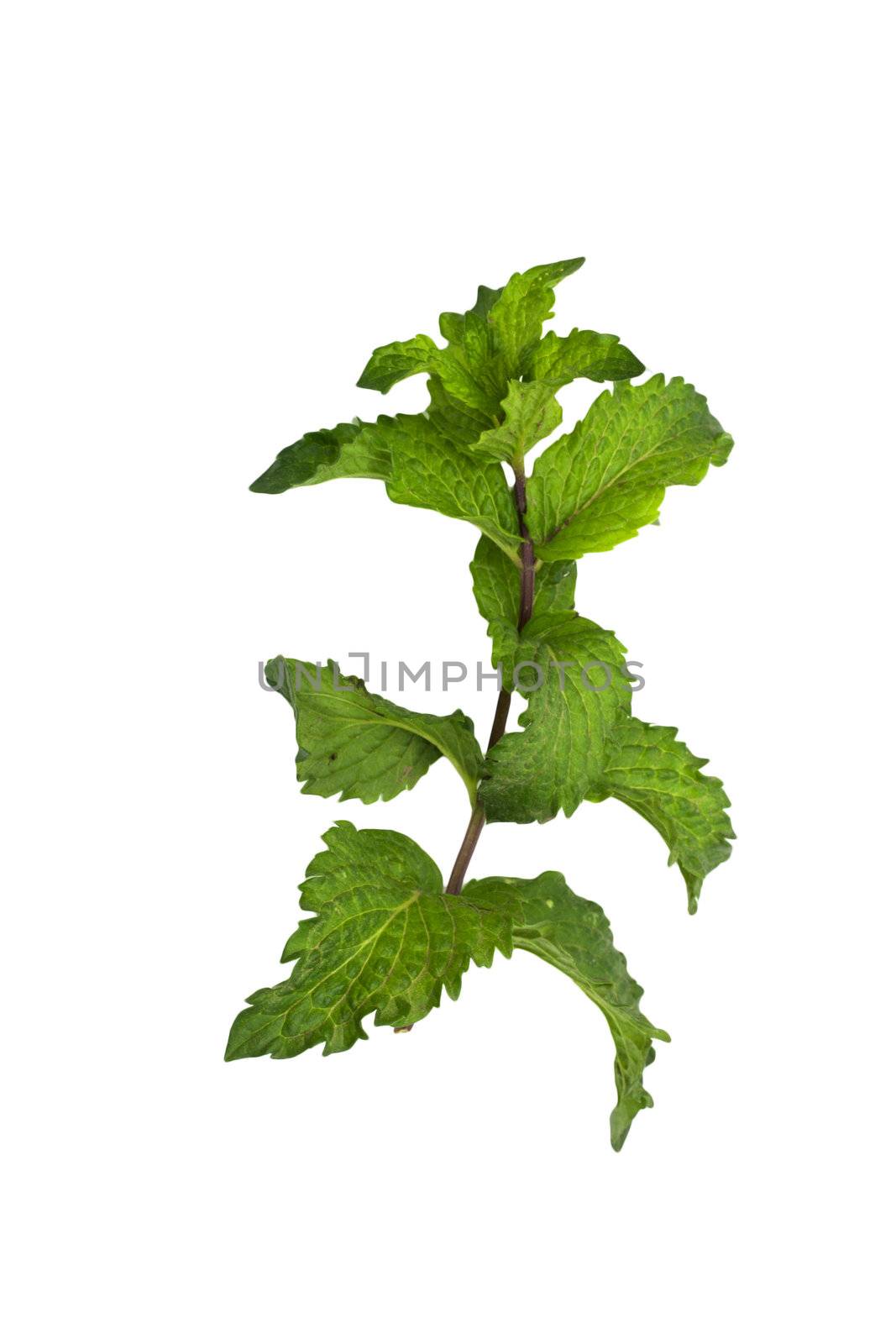 mint on a white background 
