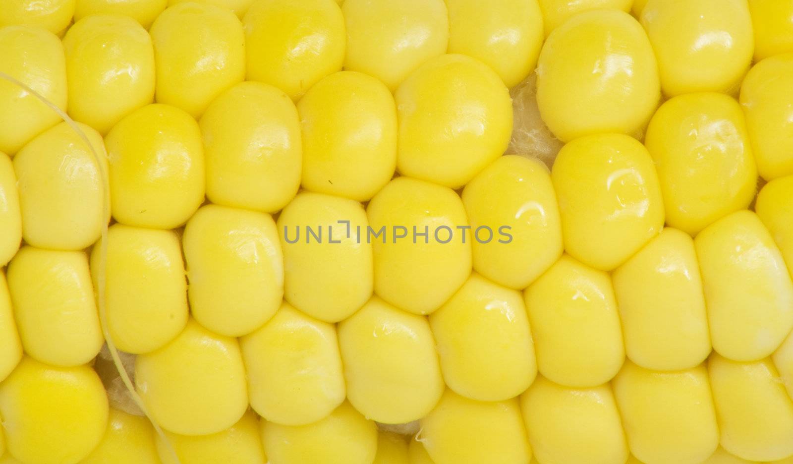 corn . macro