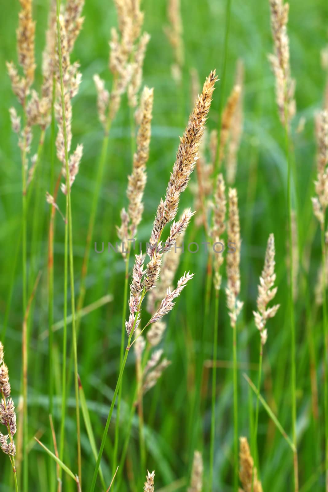 Reed Canary Grass (Phalaris arundinacea) grows thickly in a field of northern Illinois.