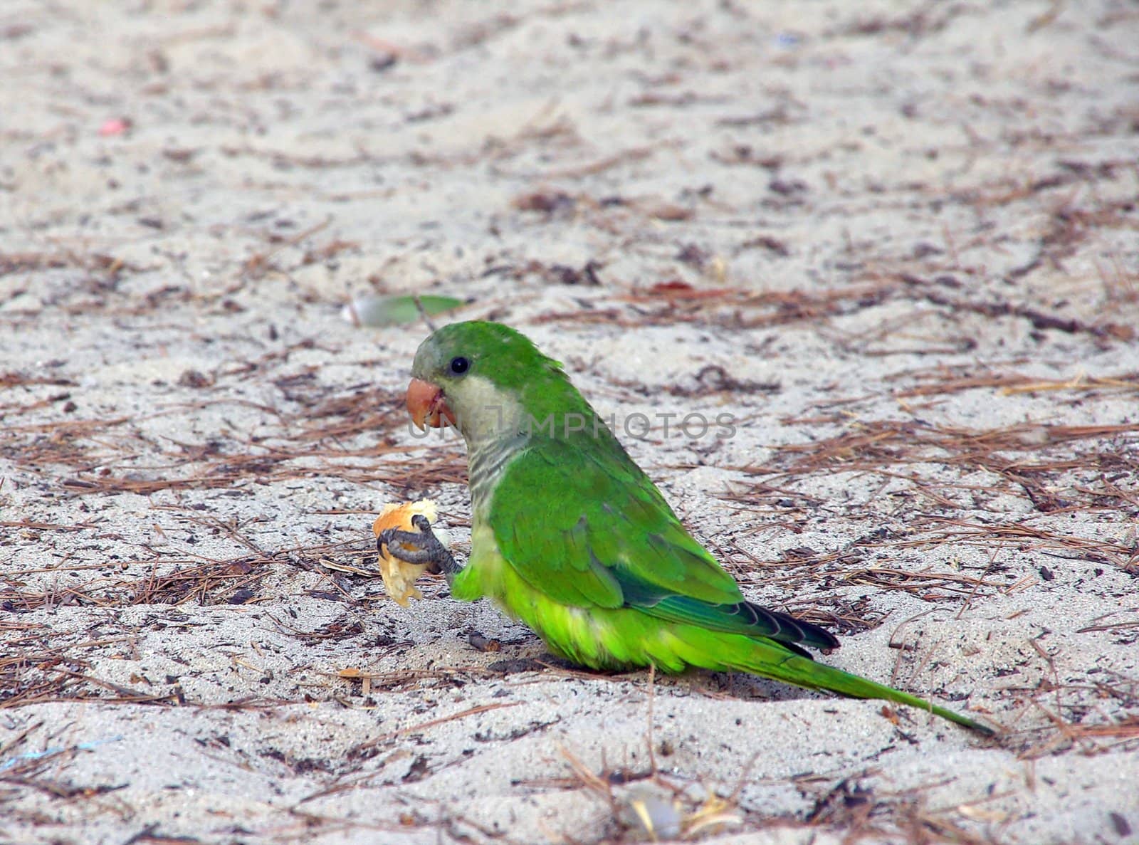 Monk Parakeet (Myiopsitta monachus)