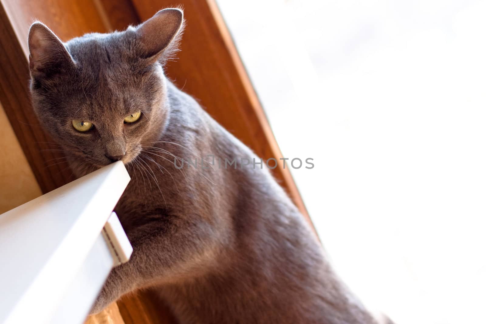 grey cat standing near white table
