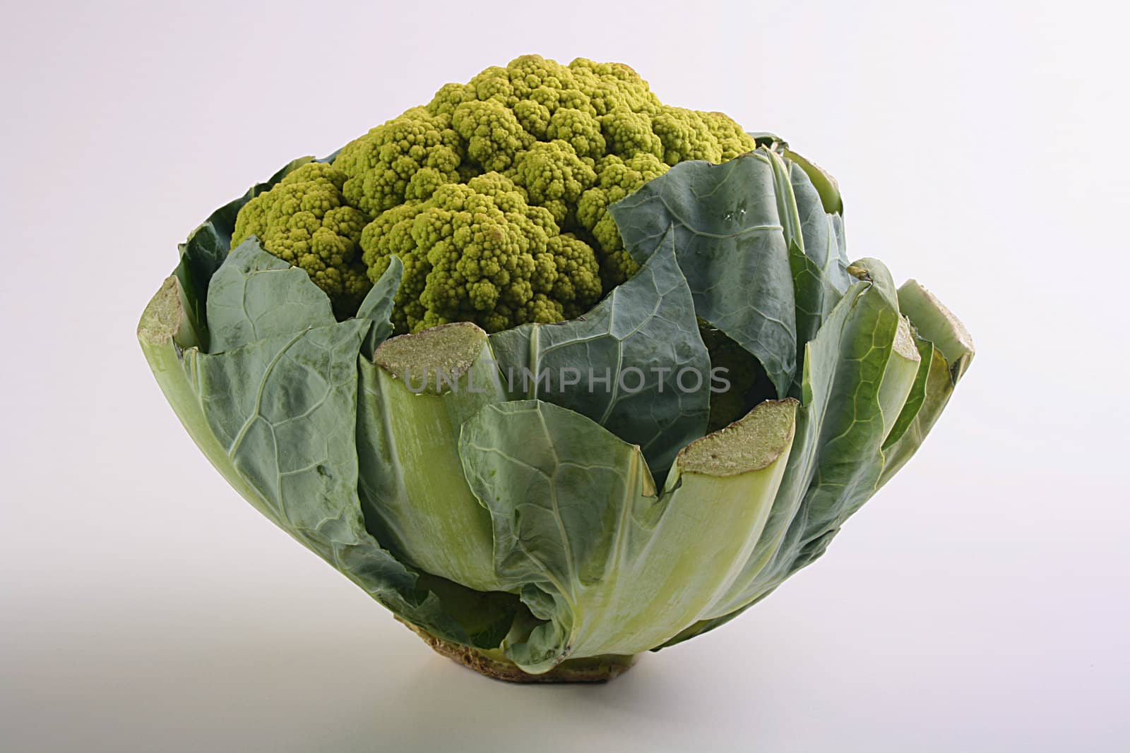 Light a green cauliflower by VIPDesignUSA