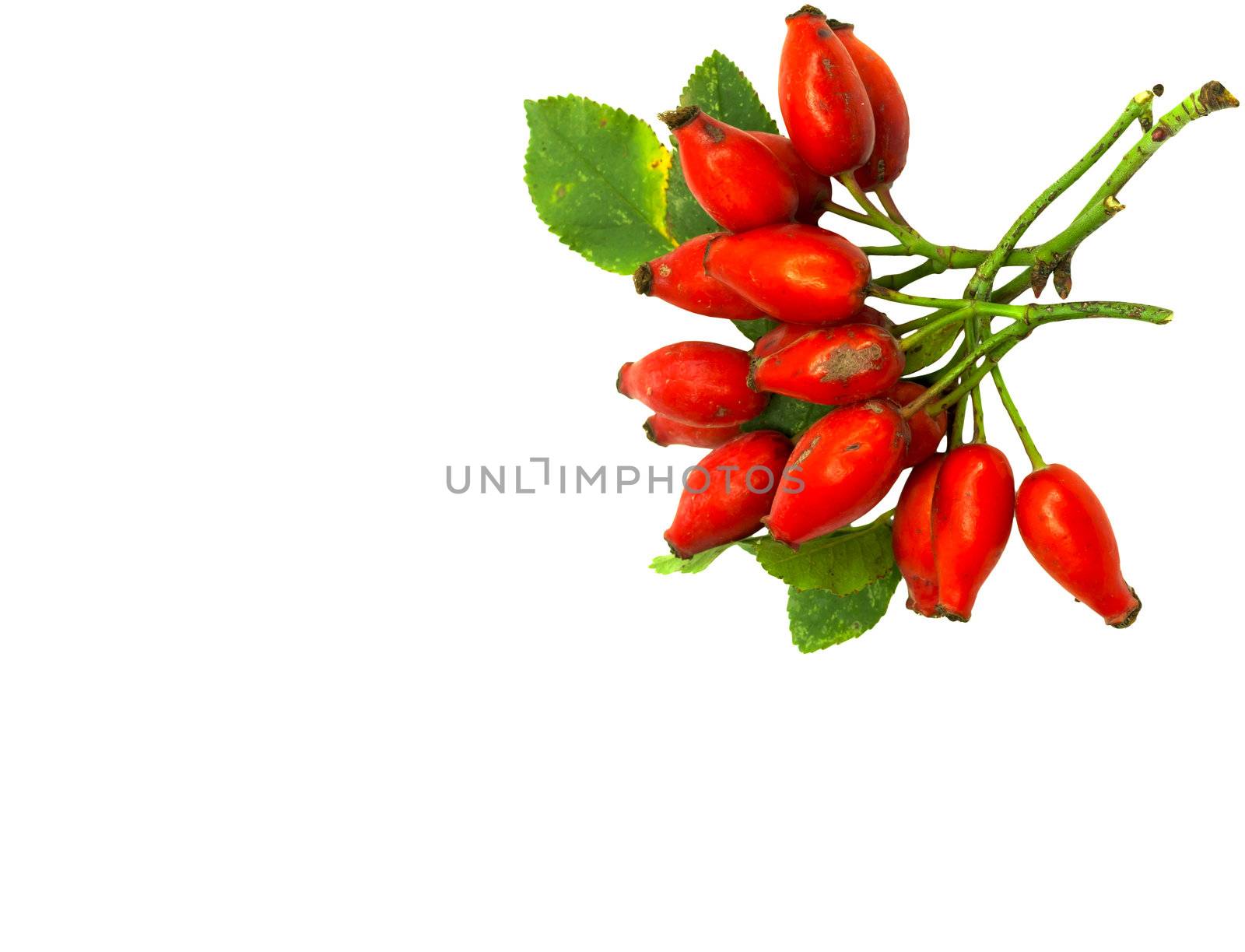 Rose hip 